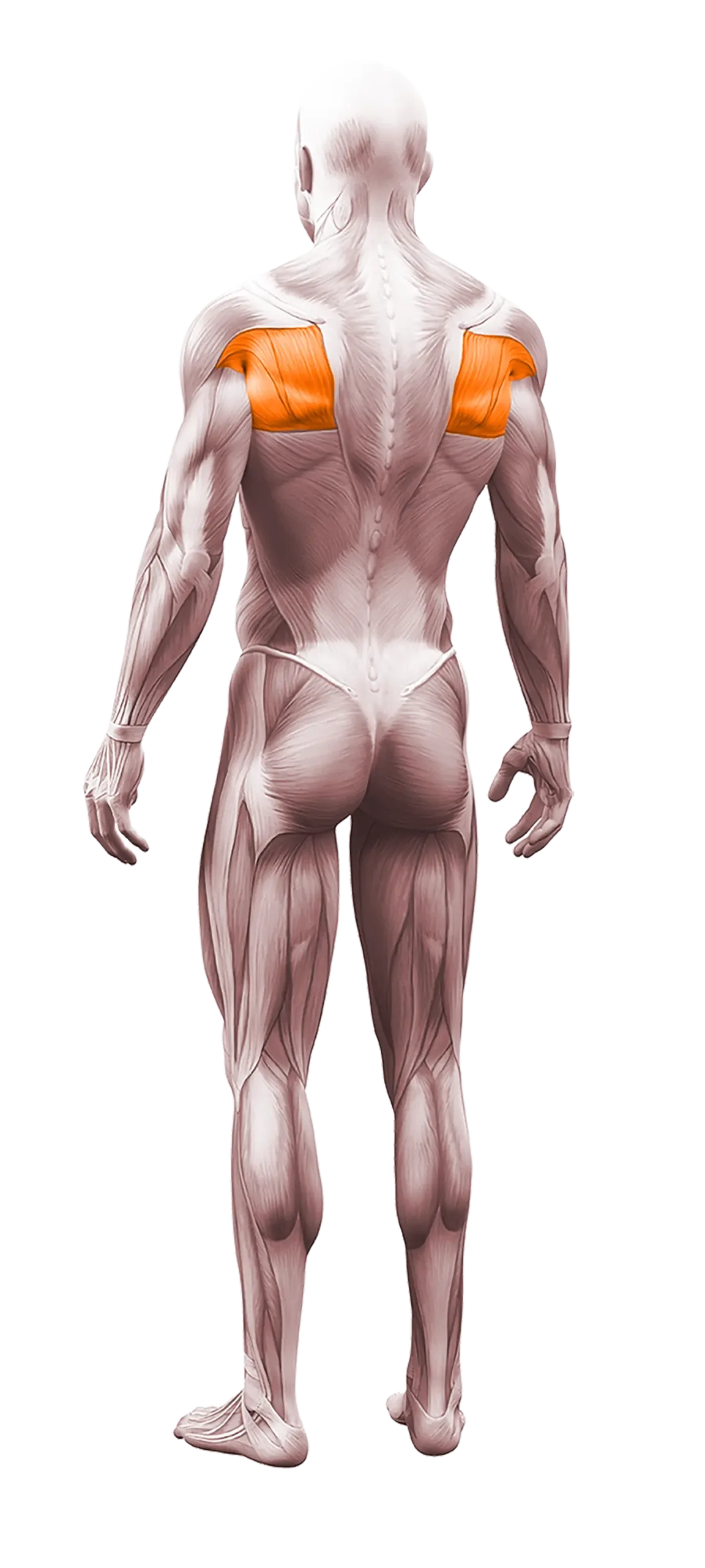rhomboids